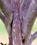 logs, landscaping, fencing & decking formative-tree-pruninglogs, landscaping, fencing & decking formative-tree-pruninglogs, landscaping, fencing & decking formative-tree-pruninglogs, landscaping, fencing & decking formative-tree-pruning